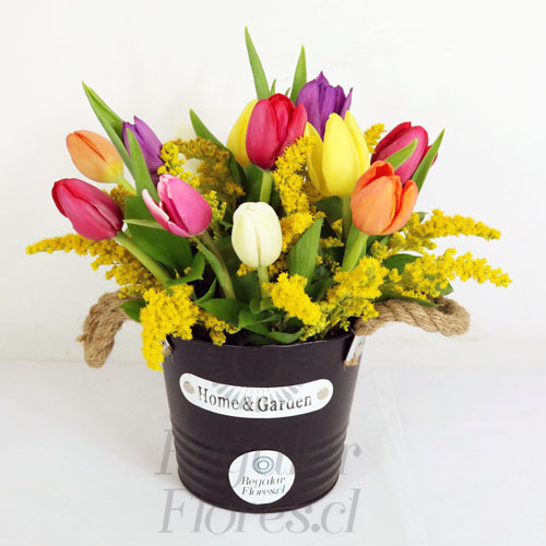 Balde de 15 tulipanes | Regalar Flores, Envio de flores, desayunos y regalos a domicilio