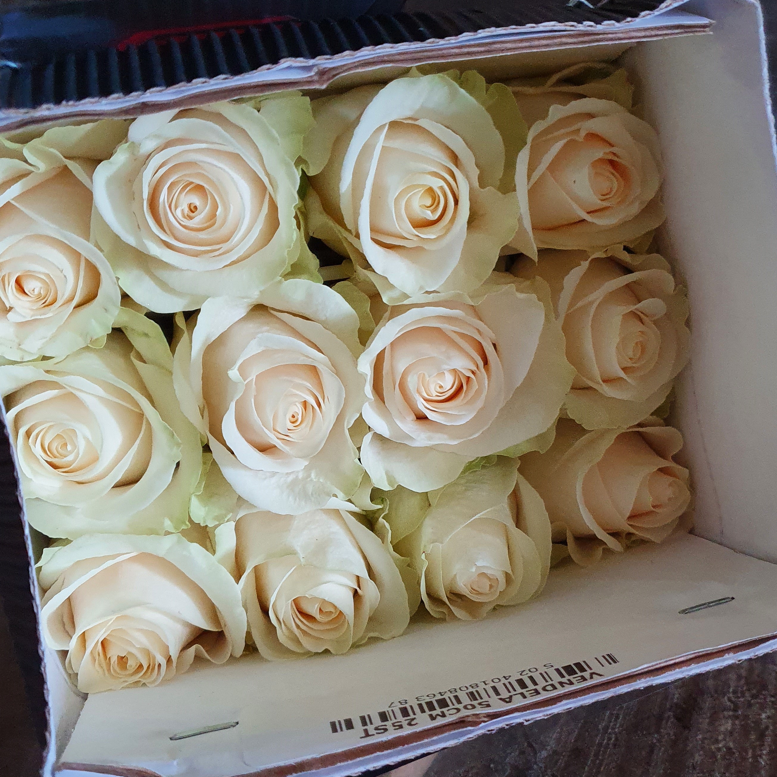Pqt 25 varas 40 cms. Rosa Blanca | Regalar Flores, Envio de flores, desayunos y regalos a domicilio