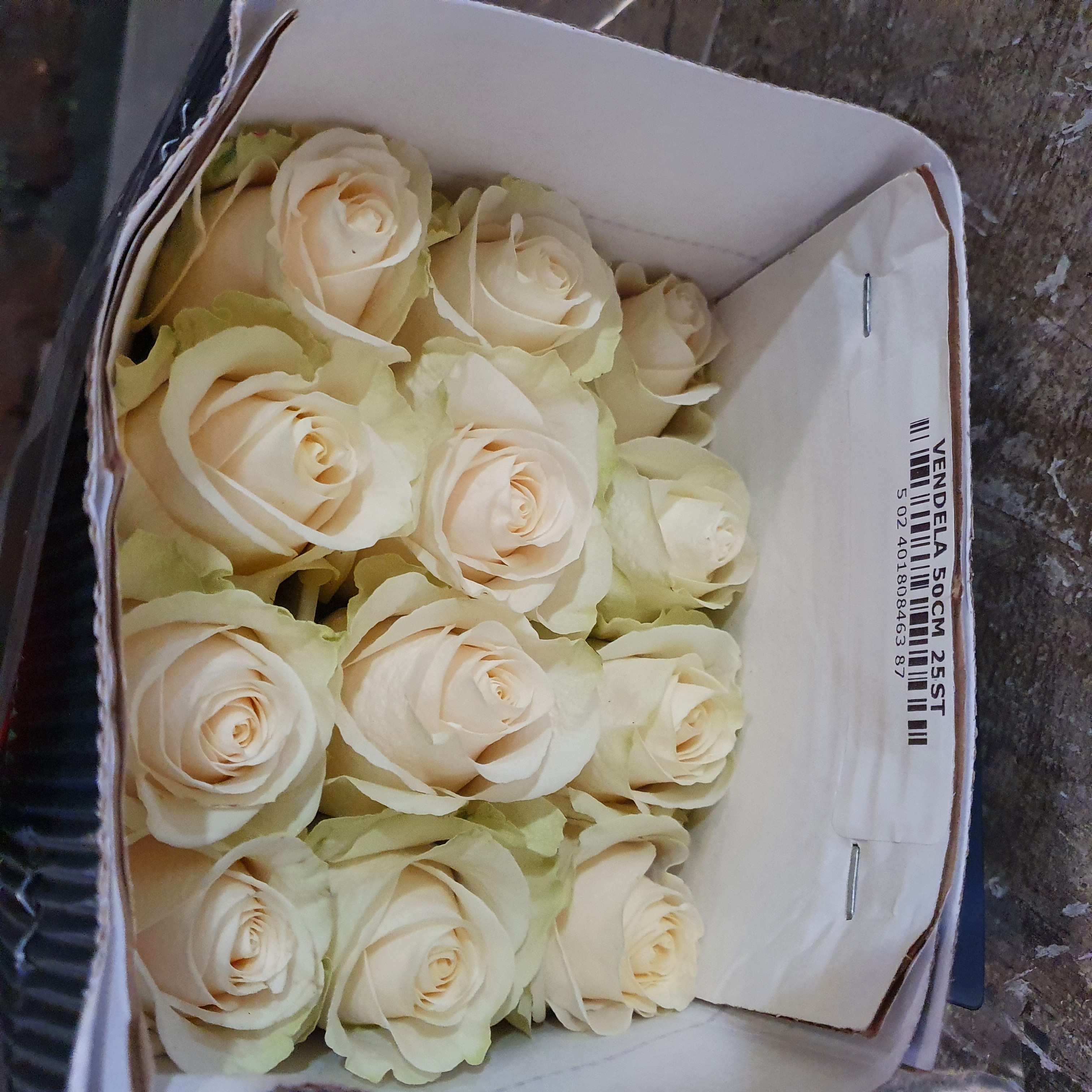 Pqt 25 varas 50 cms. Rosas Blancas | Regalar Flores, Envio de flores, desayunos y regalos a domicilio