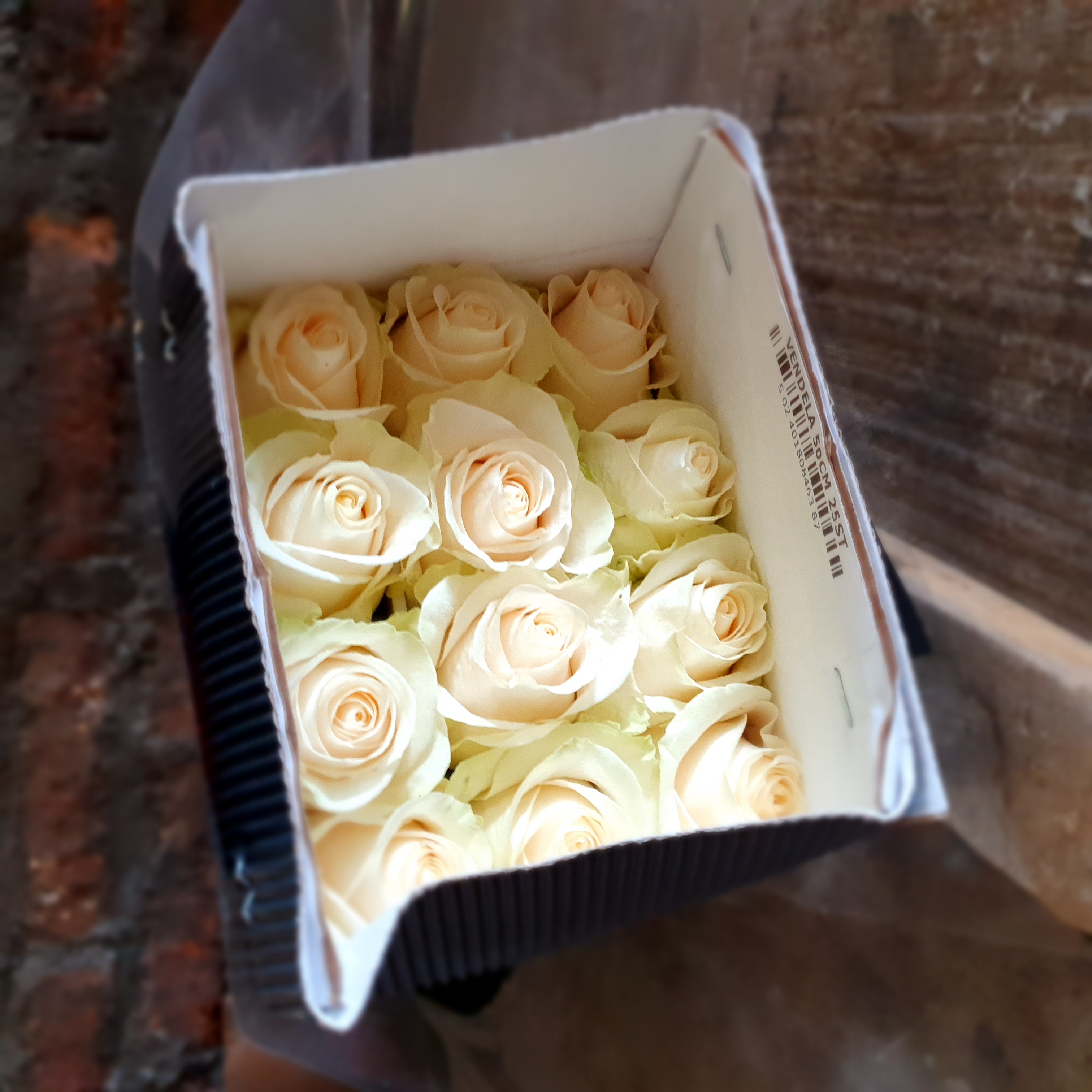 Pqt 25 varas 60 cms. Rosa Blanca | Regalar Flores, Envio de flores, desayunos y regalos a domicilio