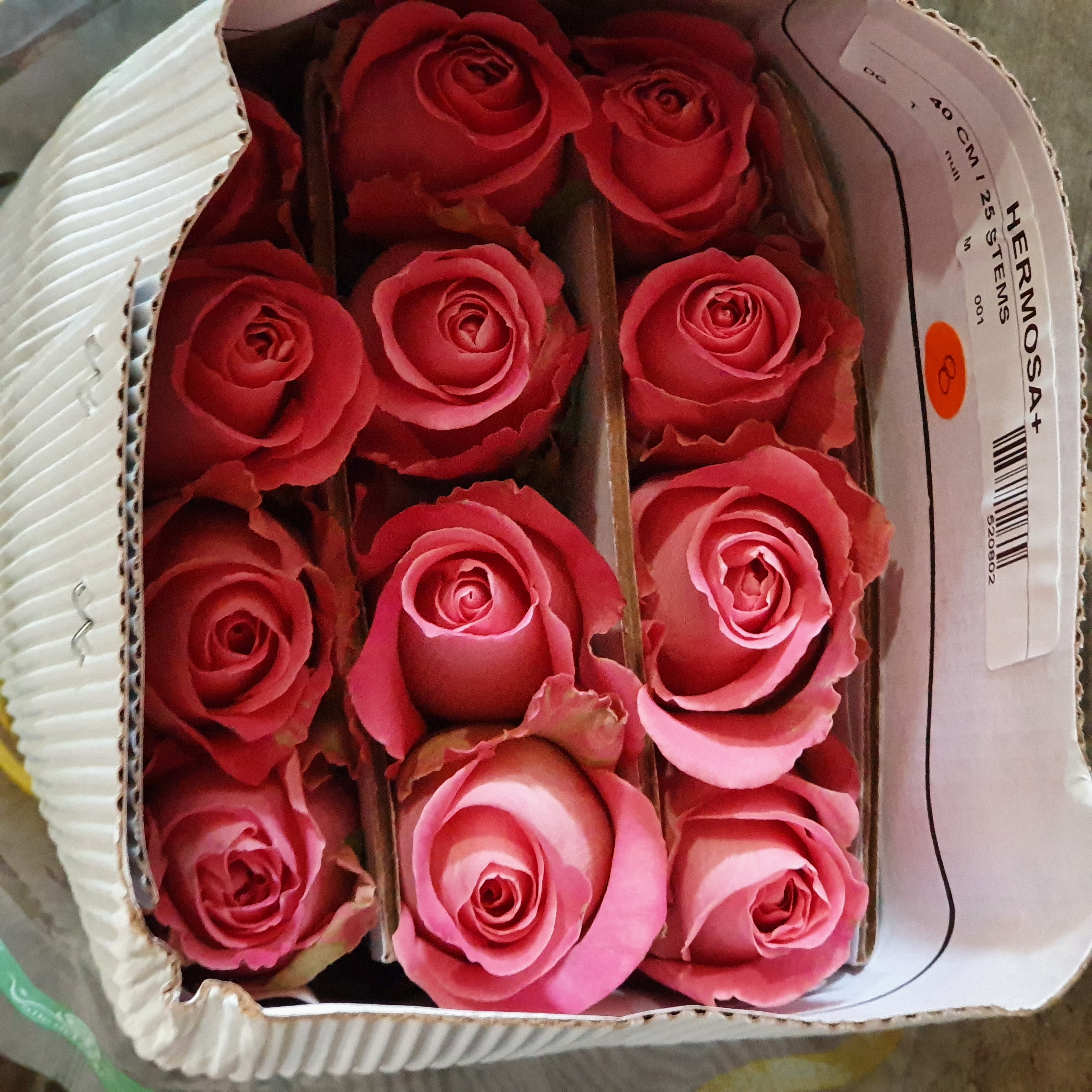 Pqt 25 varas 50 cms. Rosas Rosadas | Regalar Flores, Envio de flores, desayunos y regalos a domicilio