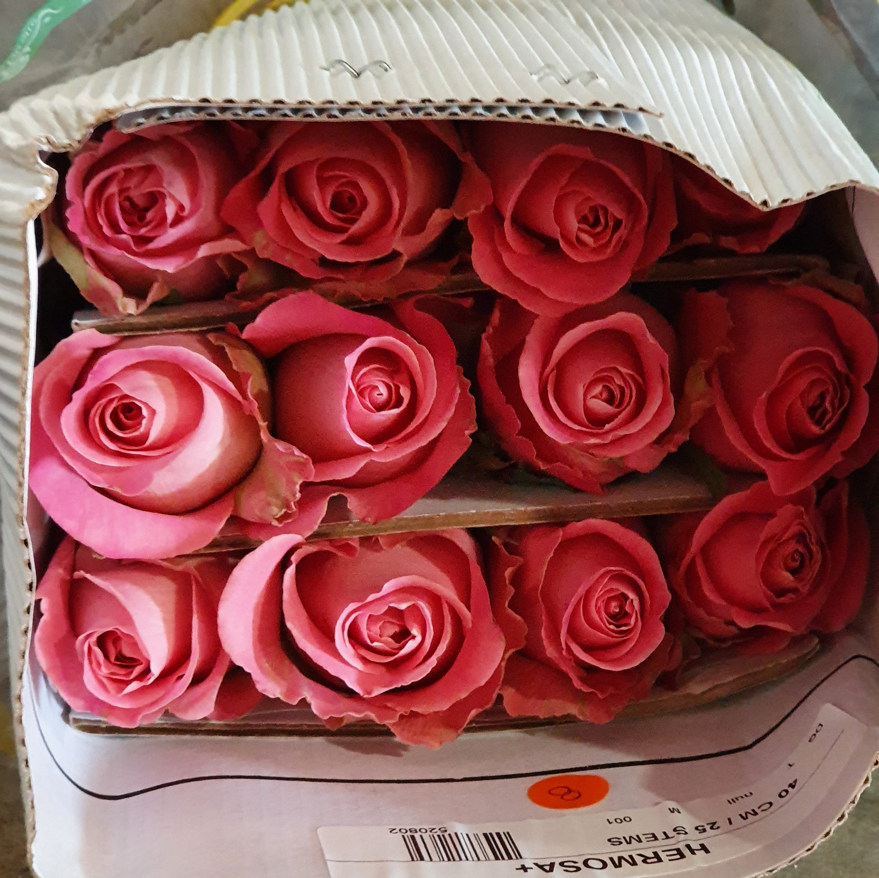 Pqt 25 varas 60 cms. Rosas Rosadas | Regalar Flores, Envio de flores, desayunos y regalos a domicilio