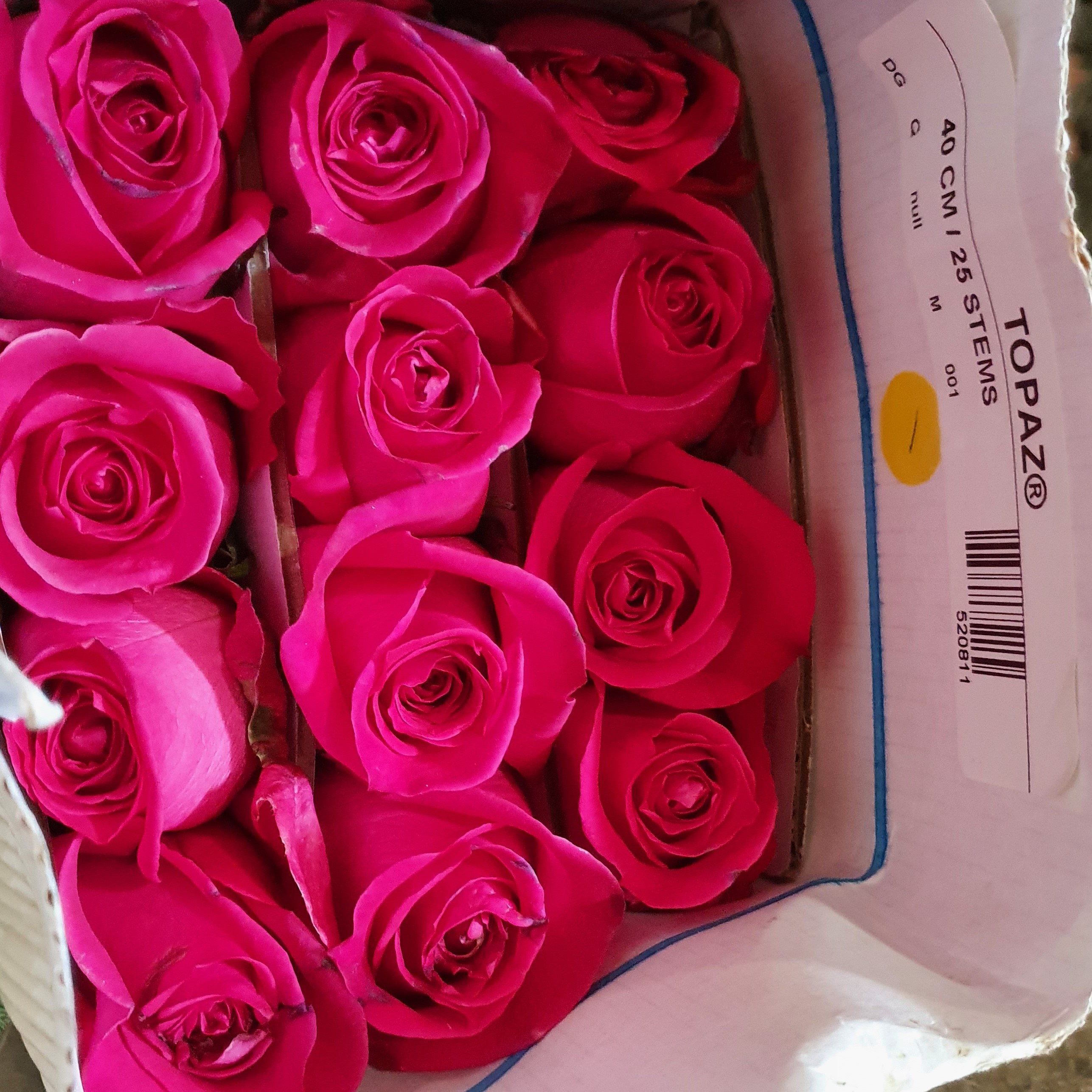 Pqt 25 varas 40 cms. Rosas Fucsias | Regalar Flores, Envio de flores, desayunos y regalos a domicilio