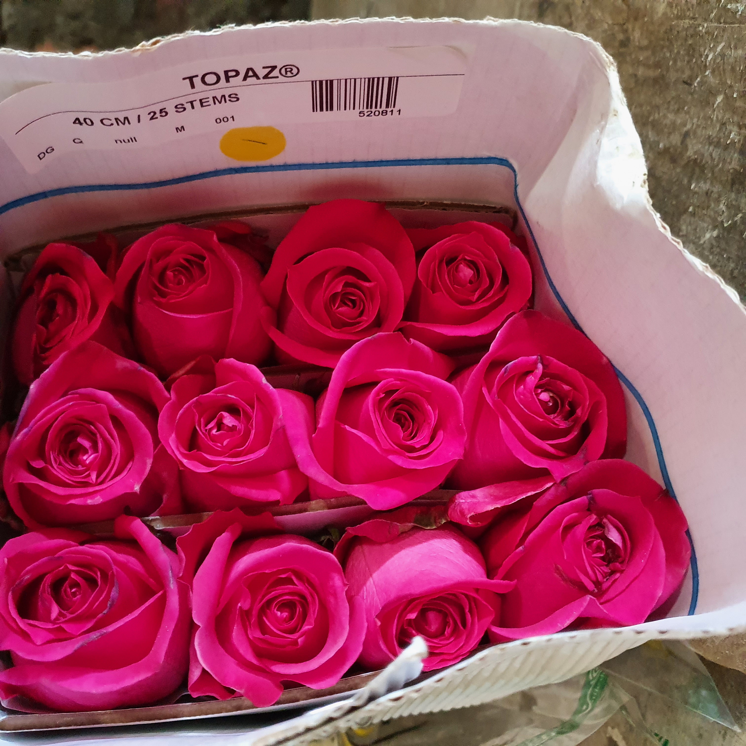 Pqt 25 varas 50 cms. Rosas Fucsia | Regalar Flores, Envio de flores, desayunos y regalos a domicilio