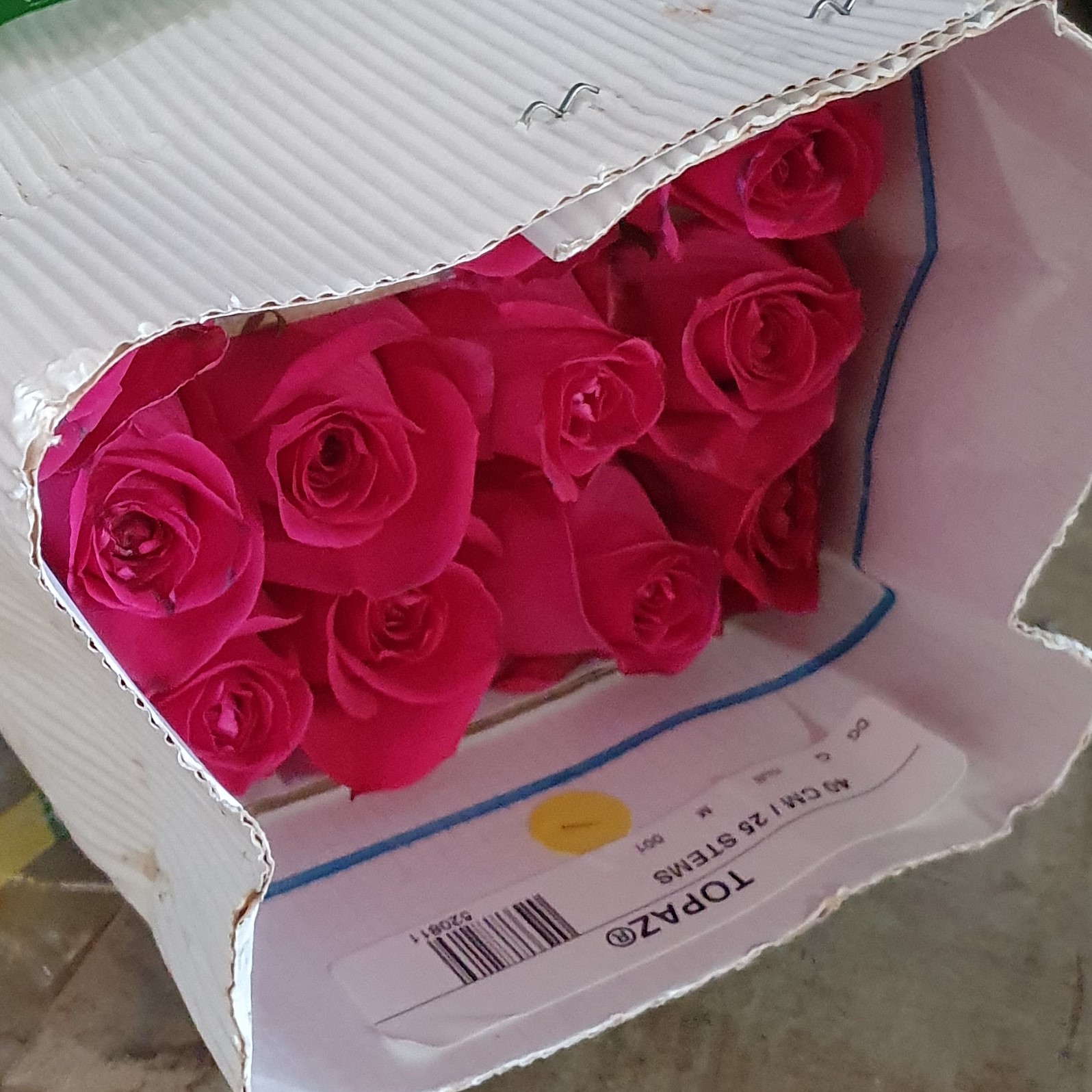 Pqt 25 varas 60 cms. Rosas Fucsia | Regalar Flores, Envio de flores, desayunos y regalos a domicilio
