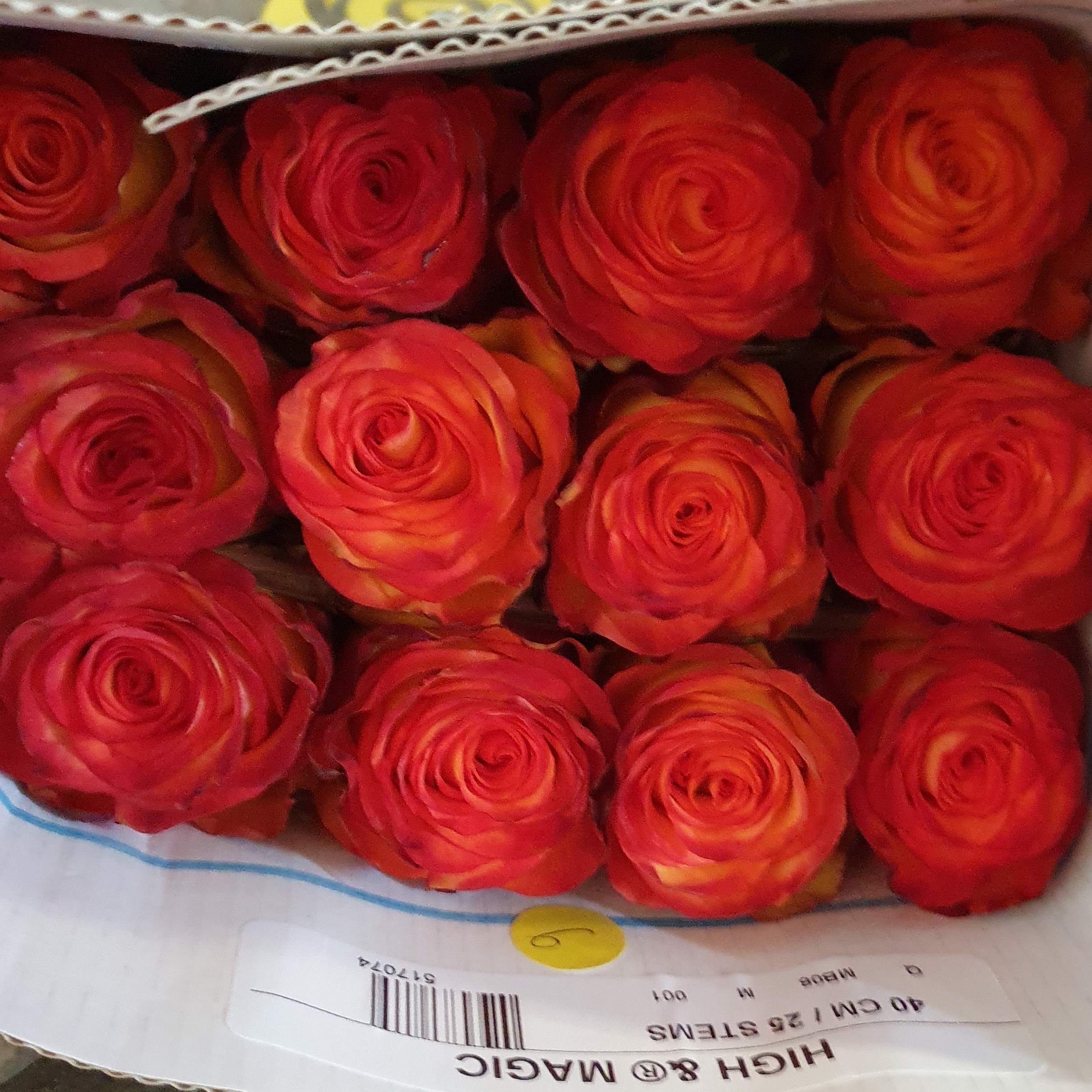 Pqt 25 varas 40 cms. Rosas Bicolor | Regalar Flores, Envio de flores, desayunos y regalos a domicilio