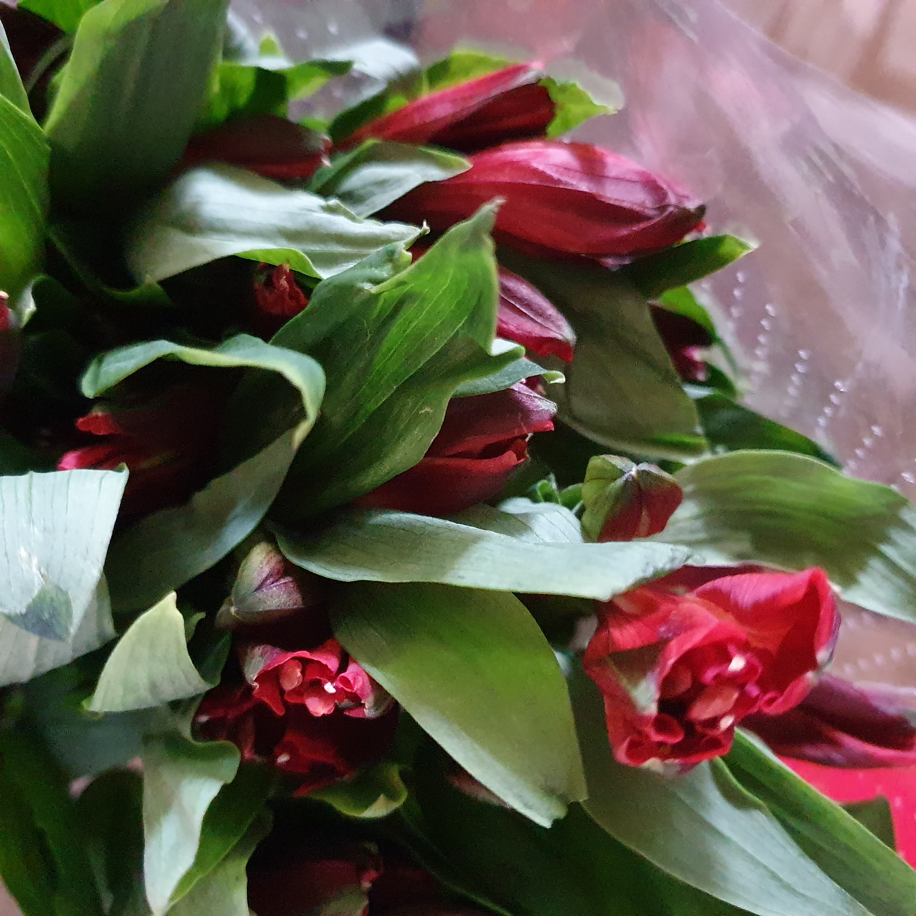Pqt Alstroemeria Rojas | Regalar Flores, Envio de flores, desayunos y regalos a domicilio