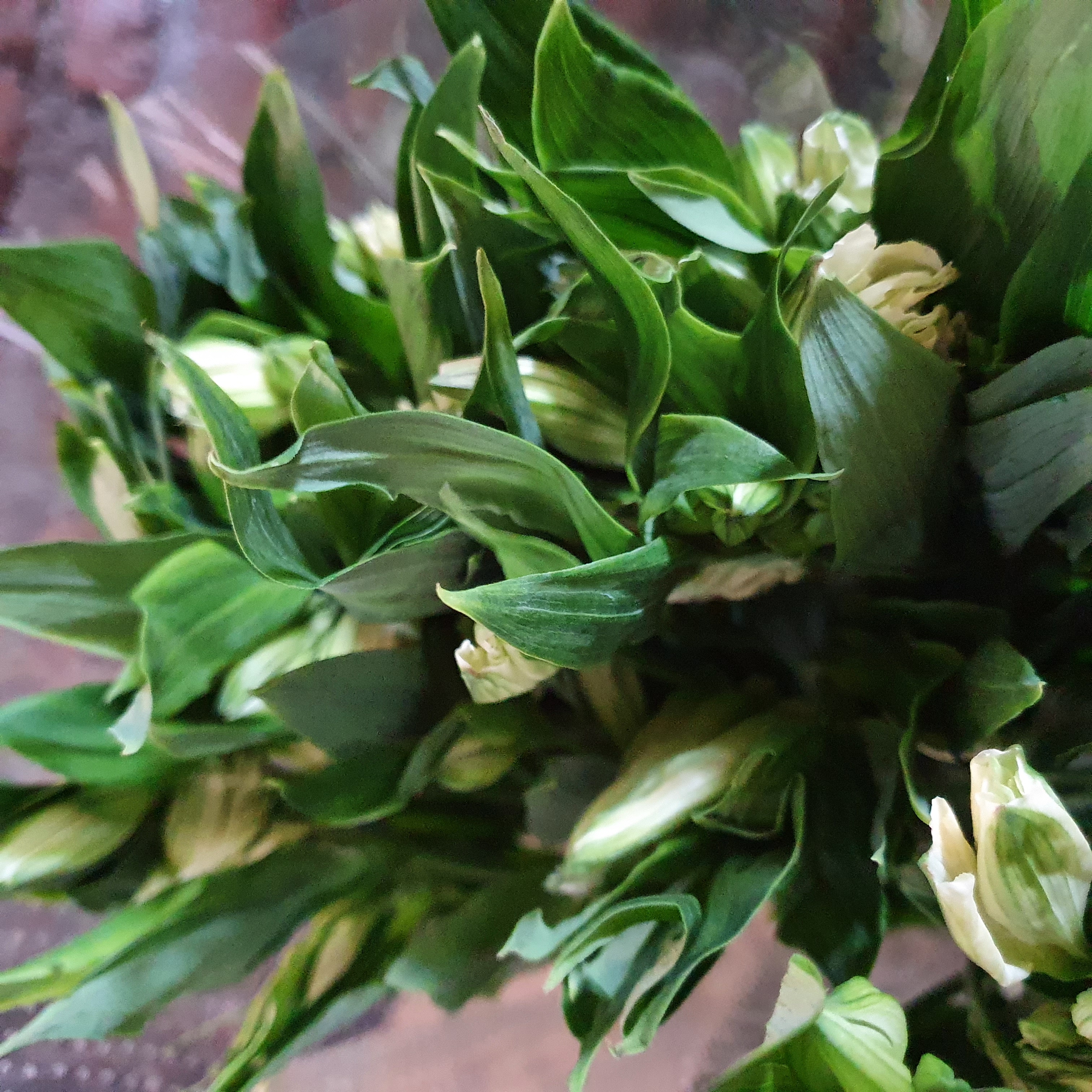 Pqt Alstroemeria Blanca | Regalar Flores, Envio de flores, desayunos y regalos a domicilio
