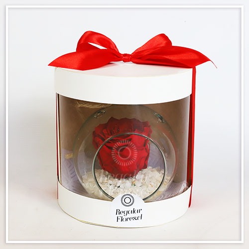 Acuario colgante Rosa preservada | Regalar Flores, Envio de flores, desayunos y regalos a domicilio
