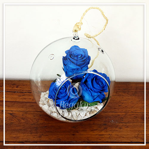 Acuario con 3 Rosas preservadas Azules