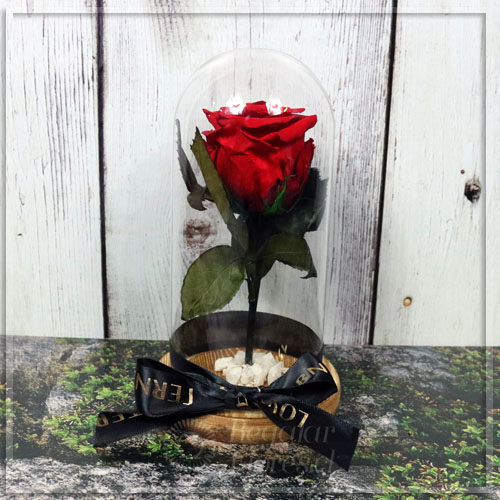 Rosa Eterna en Cúpula  | Regalar Flores, Envio de flores, desayunos y regalos a domicilio