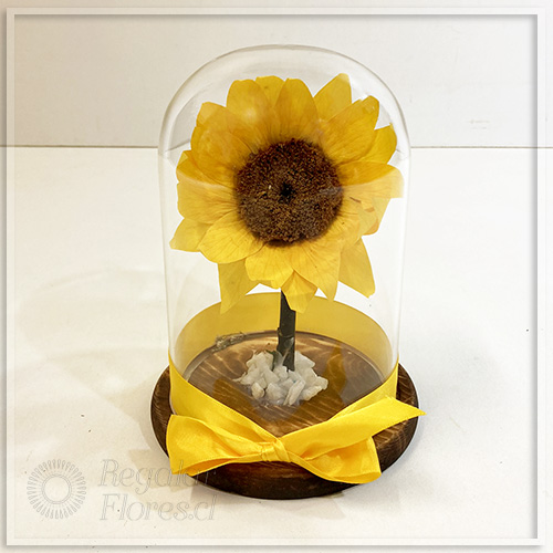 Girasol preservado en cúpula | Regalar Flores, Envio de flores, desayunos y regalos a domicilio
