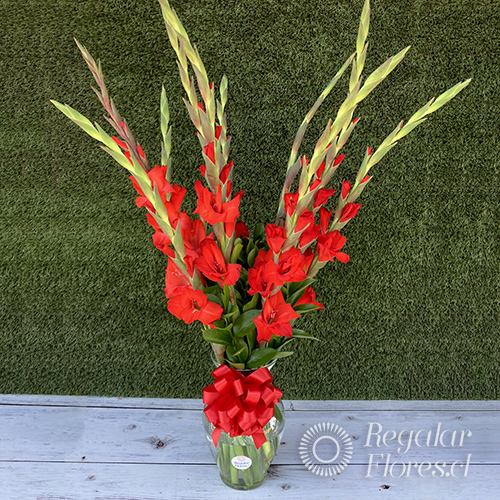 Florero 10 gladiolos | Regalar Flores, Envio de flores, desayunos y regalos a domicilio