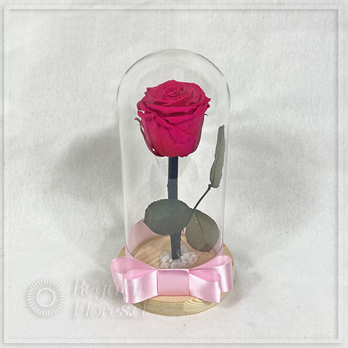Rosa eterna en cúpula Fucsia | Regalar Flores, Envio de flores, desayunos y regalos a domicilio