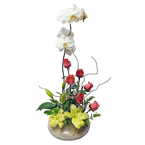 Orquídeas y Rosas | Regalar Flores, Envio de flores, desayunos y regalos a domicilio